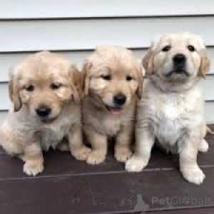 Photo №1. golden retriever - à vendre en ville de Paris | 1000€ | Annonce №164746