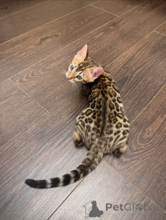Photo №1. bengal - à vendre en ville de Zürich | négocié | Annonce № 171199