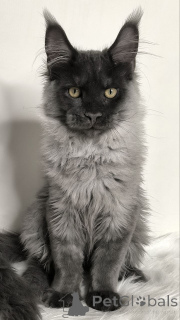 Photo №4. Je vais vendre maine coon en ville de Augustusburg. éleveur - prix - négocié