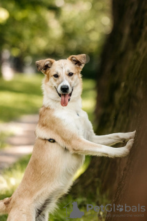 Photos supplémentaires: Les chiots Yuchi et Miyuki recherchent une personne !