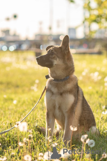 Photo №2 de l'annonce № 32970 de la vente chien bâtard - acheter à Fédération de Russie annonce privée