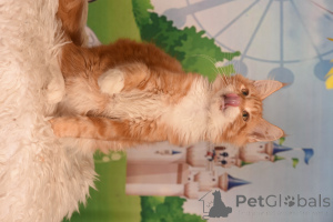 Photo №4. Je vais vendre maine coon en ville de Haïfa. de la fourrière - prix - 1594€