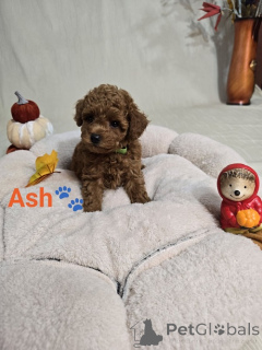 Photo №4. Je vais vendre caniche (jouet) en ville de Zrénjanin. éleveur - prix - négocié