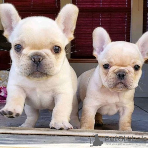 Photos supplémentaires: Süße francösische Bulldogge Welpen