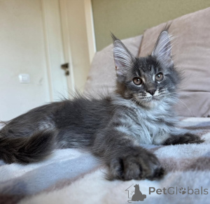 Photo №1. maine coon - à vendre en ville de Bella | négocié | Annonce № 155699