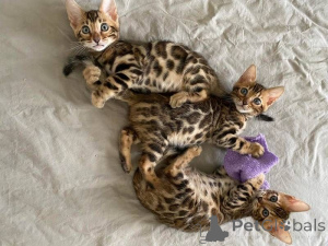 Photo №1. bengal - à vendre en ville de Aarbergen | 450€ | Annonce № 169479