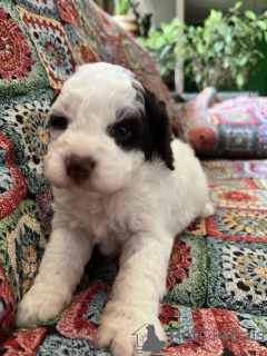 Photos supplémentaires: Chiots Lagotto Romagnolo