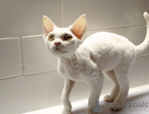 Photo №2 de l'annonce № 135039 de la vente devon rex - acheter à Pologne éleveur