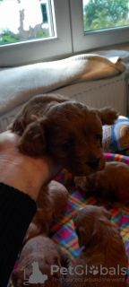 Photos supplémentaires: Cavapoo pappy génération f1