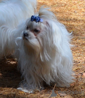 Photo №1. bichon maltais - à vendre en ville de Kiev | 439€ | Annonce №167777