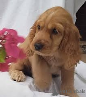 Photo №1. cocker spaniel anglais - à vendre en ville de Bournemouth | 800€ | Annonce №164200