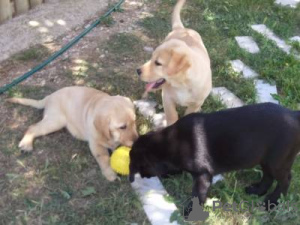 Photo №1. labrador retriever - à vendre en ville de Lisbon | négocié | Annonce №126879