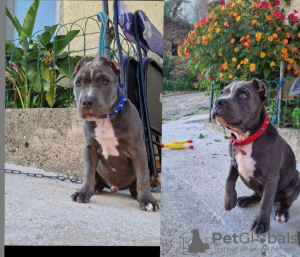 Photo №2 de l'annonce № 109505 de la vente american bully - acheter à Italie annonce privée