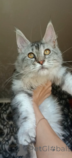 Photo №1. maine coon - à vendre en ville de Roslavl | 269€ | Annonce № 149173