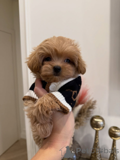 Photo №2 de l'annonce № 163591 de la vente maltipu - acheter à Allemagne éleveur