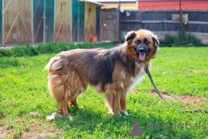 Photo №1. chien bâtard - à vendre en ville de Москва | Gratuit | Annonce №102661