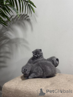 Photo №4. Je vais vendre scottish fold en ville de Bayerbach.  - prix - négocié
