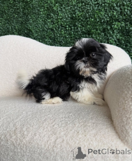 Photo №3. Aceti frumoși pui de Shih Tzu. La Roumanie