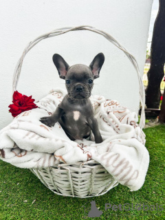 Photos supplémentaires: Chiots bouledogue français