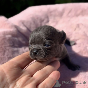 Photo №1. chien bâtard - à vendre en ville de Oklahoma City | 969€ | Annonce №168225