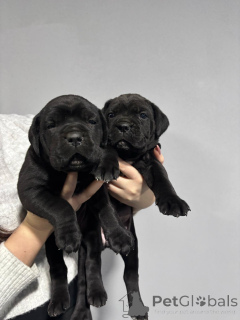 Photo №4. Je vais vendre cane corso en ville de Požarevac. annonce privée - prix - 1000€