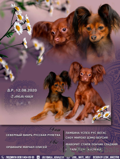 Photo №1. petit chien russe - à vendre en ville de Petrozavodsk | 502€ | Annonce №7761