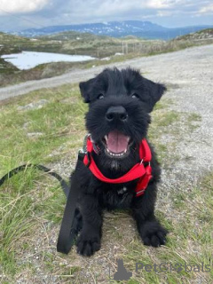 Photo №2 de l'annonce № 173096 de la vente schnauzer géant - acheter à Ukraine annonce privée, éleveur