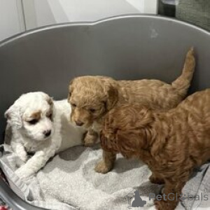 Photo №1. caniche royale - à vendre en ville de Ercolano | négocié | Annonce №168822