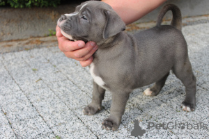 Photo №2 de l'annonce № 57964 de la vente american bully - acheter à Pologne annonce privée, éleveur