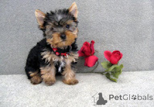 Photo №1. yorkshire terrier - à vendre en ville de Turin | négocié | Annonce №157933