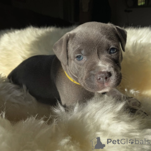 Photo №2 de l'annonce № 171874 de la vente staffordshire bull terrier - acheter à République Tchèque éleveur