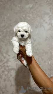 Photo №1. bichon à poil frisé - à vendre en ville de Krasnoyarsk | 862€ | Annonce №106832