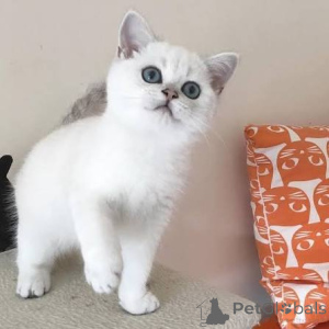 Photo №3. Chatons British Shorthair extrêmement intelligents. La Grande-Bretagne