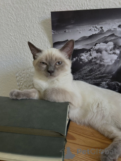 Photo №3. Chaton siamois de race pure aux yeux bleus frappants et à la personnalité royale. Allemagne