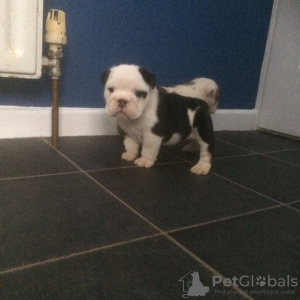 Photo №3. BULLDOGGE ANGLAIS. Allemagne