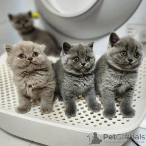 Photo №1. british shorthair - à vendre en ville de New york | 284€ | Annonce № 53130