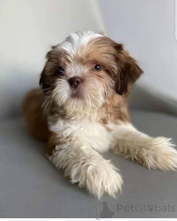 Photo №3. Prachtige Shih Tzu-puppy's with stamboom parfait gezelschapshonden voor het hele. Belgique