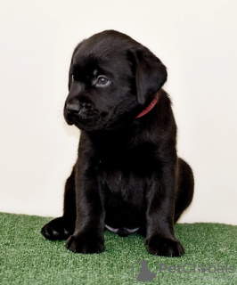 Photo №2 de l'annonce № 106720 de la vente labrador retriever - acheter à Fédération de Russie annonce privée