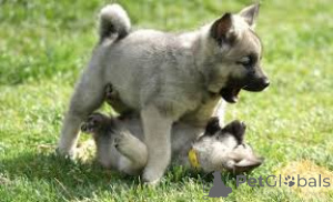 Photo №3. Norwegische Elchhundwelpen zu verkaufen. Pays Bas