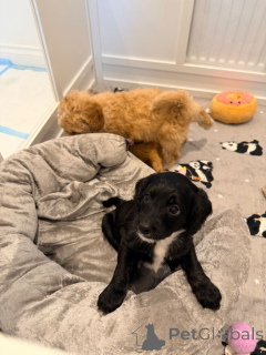 Photo №1. leonberg - à vendre en ville de Andelst | négocié | Annonce №166929