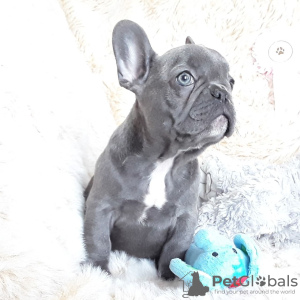 Photo №1. bouledogue - à vendre en ville de Berlin | négocié | Annonce №115823