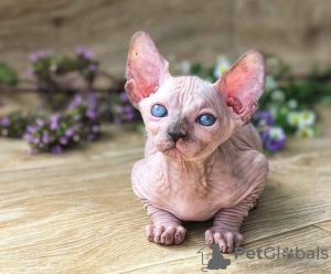 Photo №1. sphynx - à vendre en ville de Berlin | 400€ | Annonce № 123427