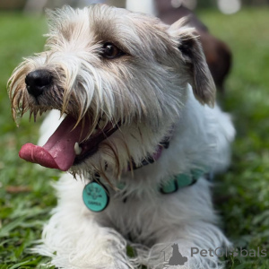 Photo №1. jack russell terrier - à vendre en ville de Alavus | 550€ | Annonce №169115