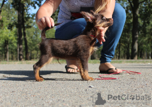 Photo №2 de l'annonce № 7722 de la vente petit chien russe - acheter à Ukraine de la fourrière, éleveur