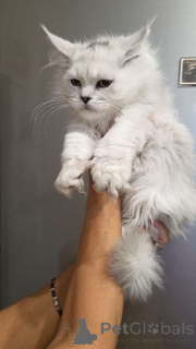 Photo №4. Je vais vendre maine coon en ville de Californie. éleveur - prix - 339€