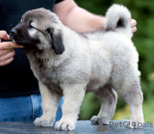 Photos supplémentaires: Chiots berger du Caucase