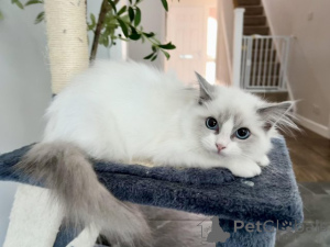 Photo №1. ragdoll - à vendre en ville de Berne | 500€ | Annonce № 160249