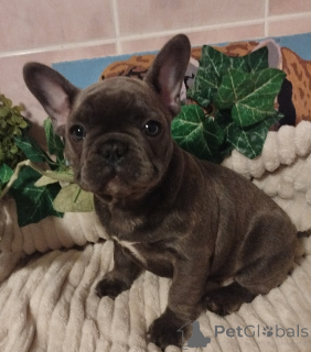 Photo №1. bouledogue - à vendre en ville de Minsk | 563€ | Annonce №161446