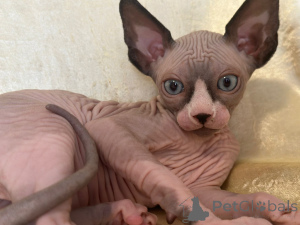 Photo №1. sphynx - à vendre en ville de Überlingen | négocié | Annonce № 146655