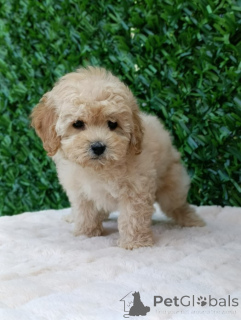 Photo №4. Je vais vendre maltipu en ville de Belgrade.  - prix - négocié